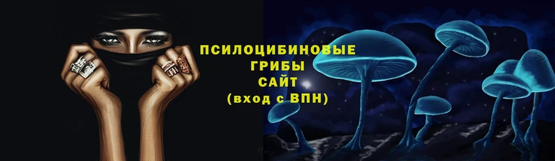 закладки  Знаменск  Галлюциногенные грибы Psilocybine cubensis 